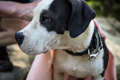 Close-up of a dog