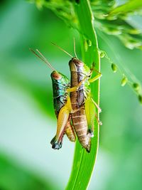 Close-up of grasshopper on flower