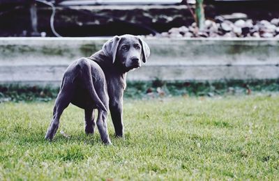 Dog looking away on field