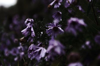 Close-up of purple flowers