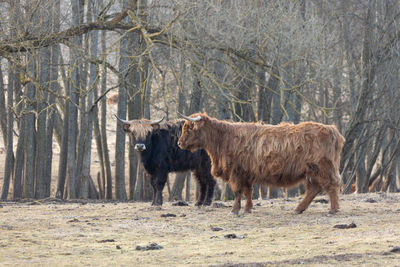 Graceful wanderer. majestic brown wild cow grazing in the early spring field