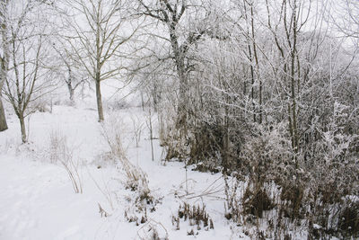 Close-up of bare trees during winter