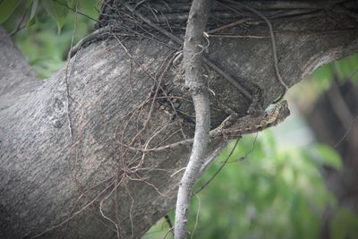 Close-up of tree trunk in forest