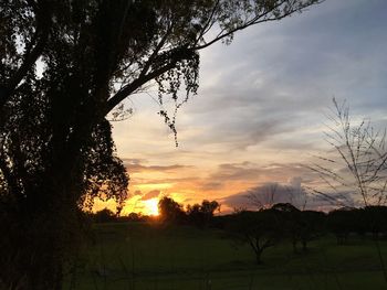 Silhouette tree on field against sky at sunset