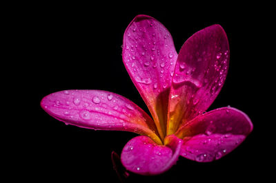 Close-up of wet pink flower against black background