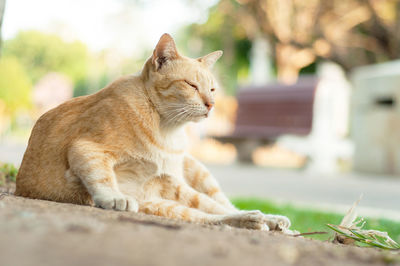 Close-up of a cat looking away