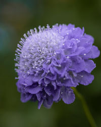 Close-up of purple flowering plant