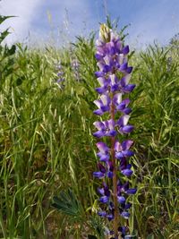 Close-up of purple flowers growing in field