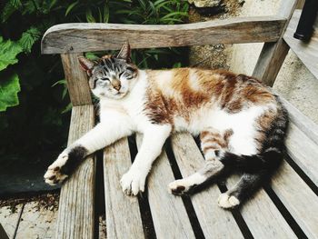 Portrait of cat sitting on wood