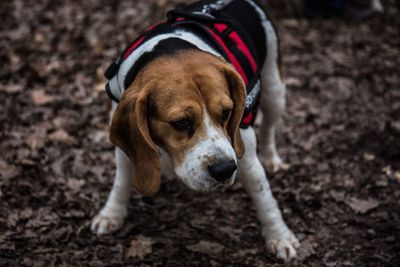 Close-up of dog looking away