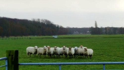 Sheep grazing on field