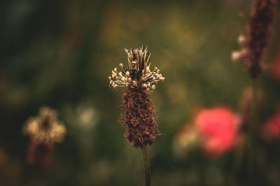 plant