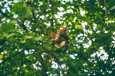 Low angle view of an animal on tree