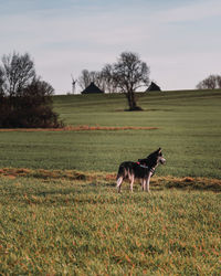 View of a dog on landscape