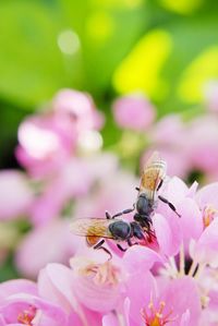 Close-up of bee pollinating on pink flower