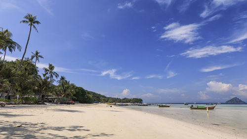 Tropical beach with palm trees in phi phi don island in krabi, thailand