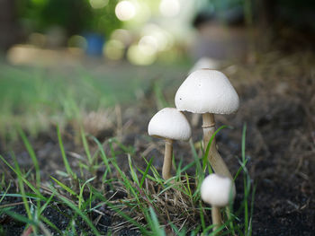 Close-up of mushroom growing on field