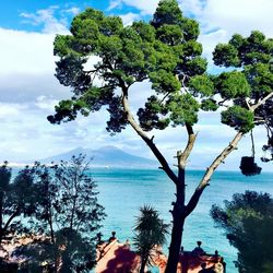 Trees by sea against sky