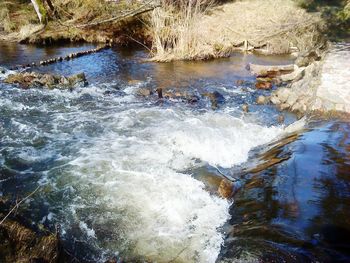 River flowing through forest