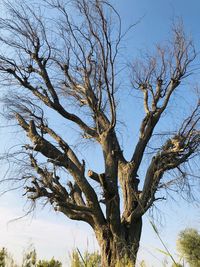 Low angle view of bare tree against sky