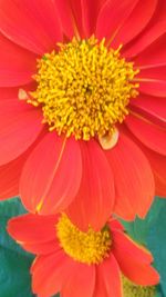 Full frame shot of yellow flower