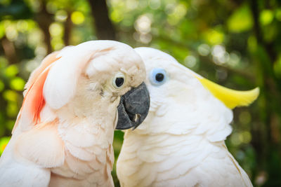 Close-up of parrot