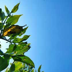 Low angle view of tree against clear blue sky