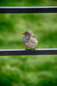 Close-up of sparrow perching on railing