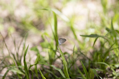 Eastern tailed-blue butterfly cupido comyntas perched on a blade of grass