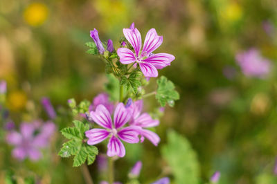 Close-up of purple flowering plant