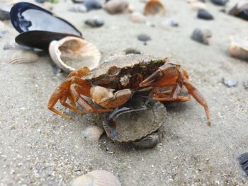 Close-up of crab on beach