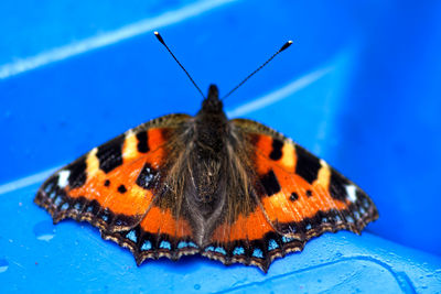 Close-up of butterfly
