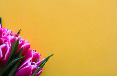 Close-up of purple flower against yellow background