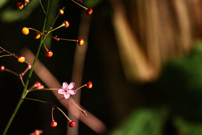 Close-up of white flowering plant