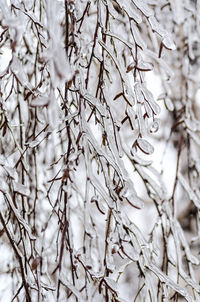 Close-up of snow on plant