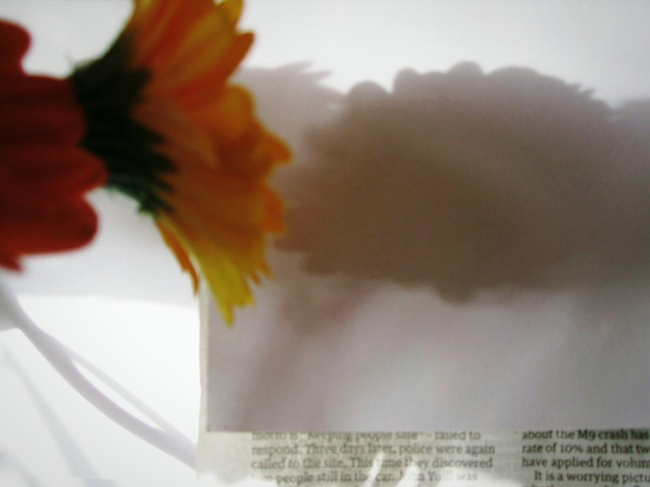 CLOSE-UP OF WHITE FLOWERING PLANTS AGAINST SKY