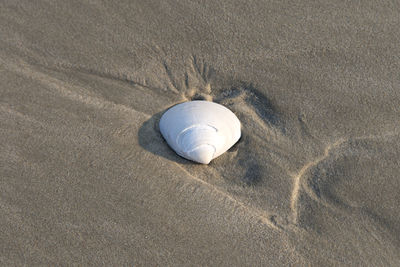 High angle view of seashell on beach