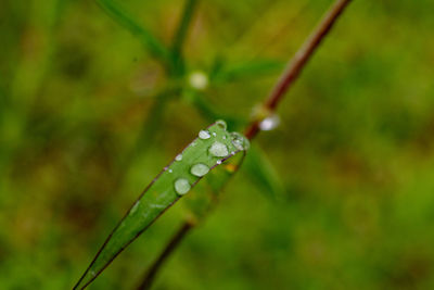 Close-up of water drops on leaf against blurred background