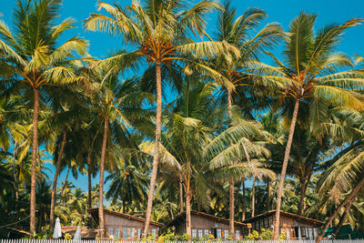 Low angle view of palm trees against blue sky