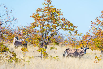 Horse by tree against clear sky