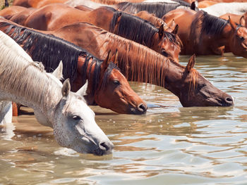 Close-up of horses drinking from river