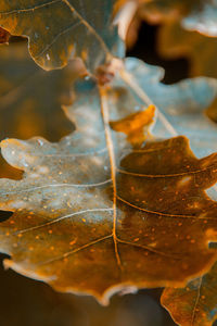 Close-up of dry maple leaves