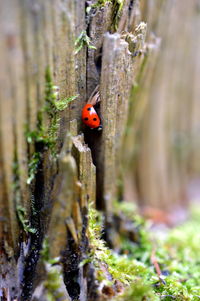 Close-up of ladybug on leaf