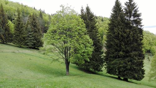 Scenic view of trees on field against sky