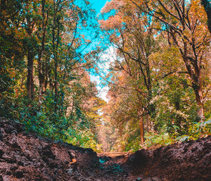 Trees in forest during autumn