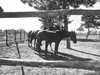 Horse standing on field against trees