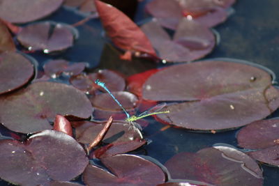 Close-up of leaves in water