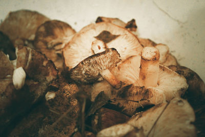 Close-up of mushrooms on dry leaf