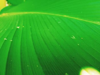 Full frame shot of wet leaf
