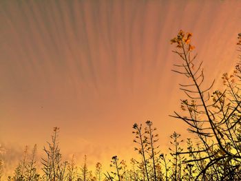 Low angle view of plants against sky at sunset